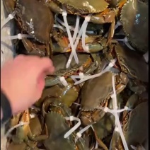 温州本地膏蟹包肥包邮包活
