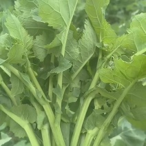 板蓝根菜苔
