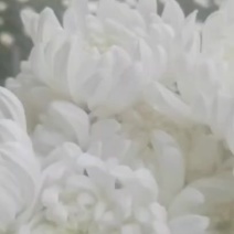 鲜切菊花，白菊贡菊，10个1件，欢迎进店沟通。