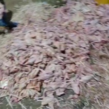 一手货源冰鲜乳鸽