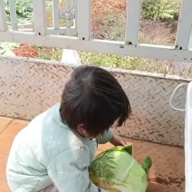 圆包菜甘兰