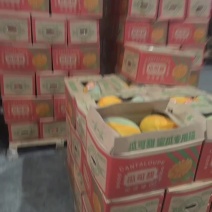 海南小蜜包头哈密瓜