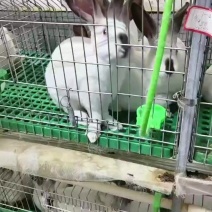 肉兔批发，常年养殖，基地直发，货源稳定，量大从优，欢迎咨
