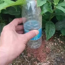 优质五指毛桃种苗，健康抗病，快速成活，助您丰收好果！