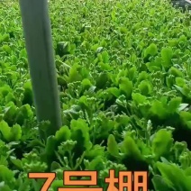 长寿花