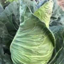精品牛心菜