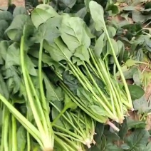 大叶菠菜，25到30公分