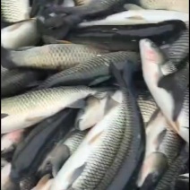 草鱼苗