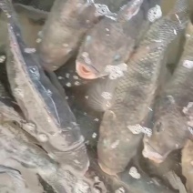 自己养殖的本地水库罗非成品，需要的联系！