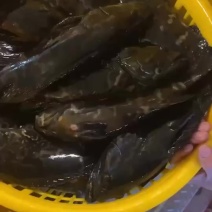 石斑鱼