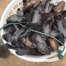 现货现货！货量很大量多价高还可以再谈品质超好石斑鱼