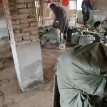 干鸡粪