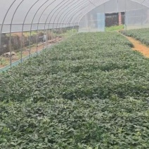 小叶牛大力苗