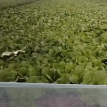 快菜，蔬菜