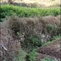 安徽优质小黄姜，量大从优，欢迎联系我！