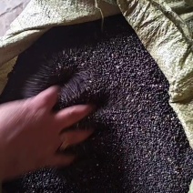 甘肃庆阳紫苏籽