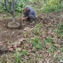 柿子树