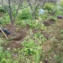 供应地栽苗柿子树和移栽苗柿子树