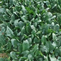 大叶菠菜25公分左右