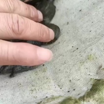 各种规格甲鱼苗，场地直发，我养殖半年，成活率高