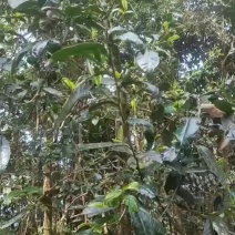 森林茶