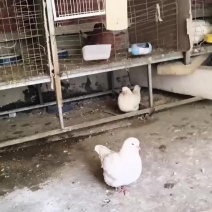 圆环元宝鸽出售