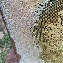 农家土蜂蜜