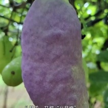 三叶木通八月瓜苗紫果品种裸根苗现挖现发产地批发