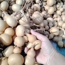 没货葫芦