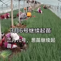 葱苗葱种