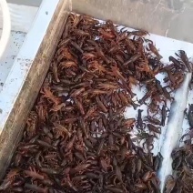 龙虾