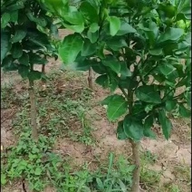 金秋苗