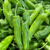 广东鲜辣椒，芜湖椒，青薄皮