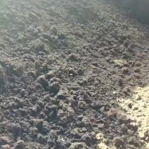 脱水发酵牛粪实用于育苗果树