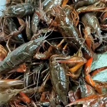 龙虾