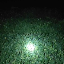 趴地菠菜