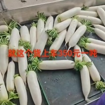 新鲜白萝卜产地直发
