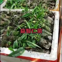 益智仁苗