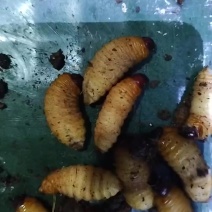 竹笋虫