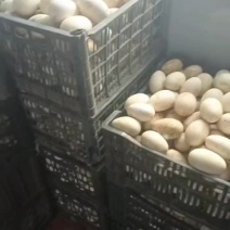 散养鹅鹅蛋
