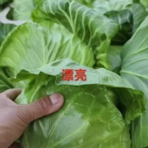 春季纯棚甘蓝又绿又亮，大量上市欢迎新老客户来，代发全国