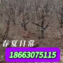 冬、枣树（苗子）