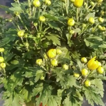 清明黄白菊花盆栽规格高大冠幅好质量保证广州基地直发货