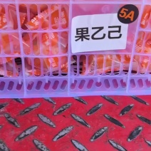 脆蜜金柑