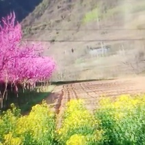 巨紫荆树高3.5米以上胸经5公分左