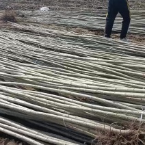 107速生杨