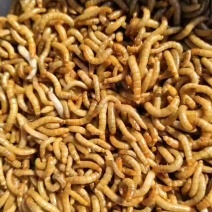 黄粉虫活体