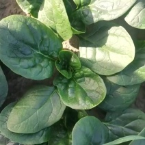 南通海门精品趴地菠菜大量有货质优价廉