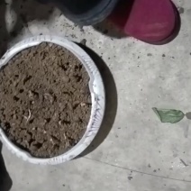 冬虫夏草