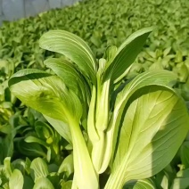 菜苔